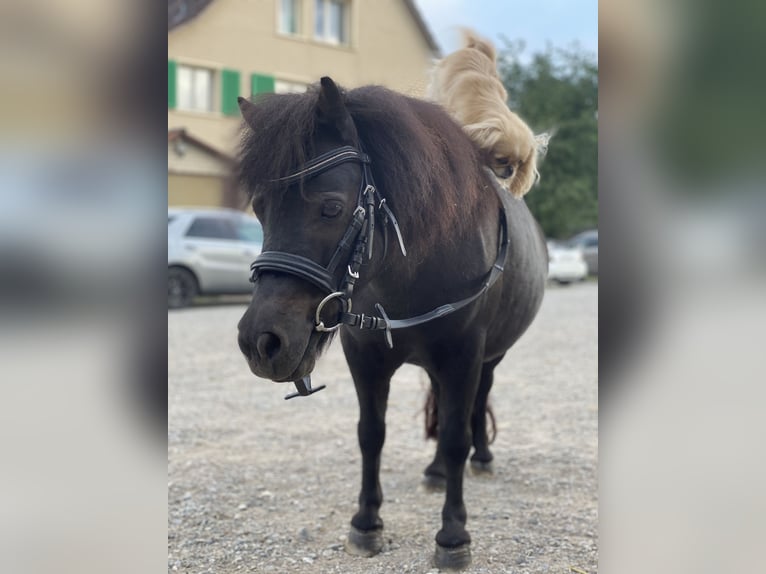 Ponis Shetland Mestizo Yegua 11 años 90 cm Negro in Kümmertshausen