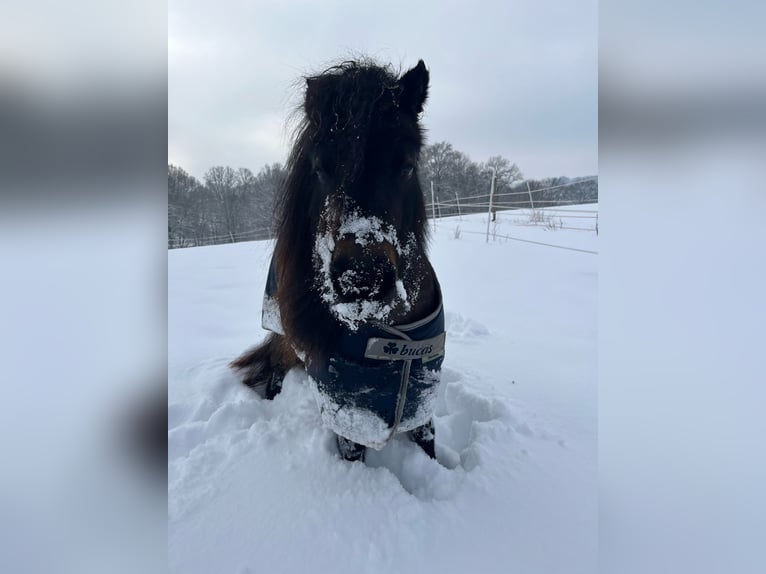 Ponis Shetland Yegua 11 años 93 cm Castaño in Heppenheim (Bergstraße)