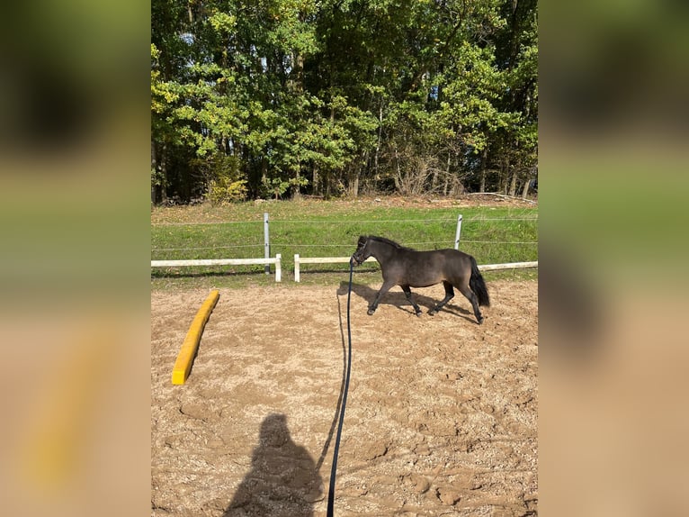 Ponis Shetland Yegua 11 años 93 cm Castaño in Heppenheim (Bergstraße)