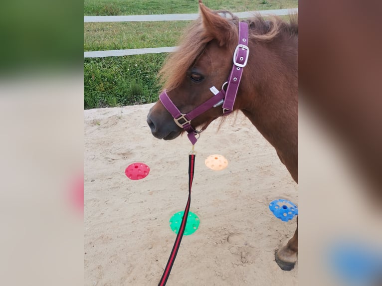 Ponis Shetland Yegua 11 años 95 cm Alazán in Cuxhaven