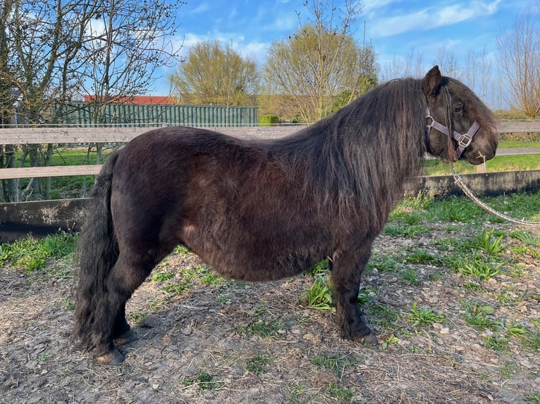 Ponis Shetland Yegua 11 años 97 cm Negro in Bodegraven
