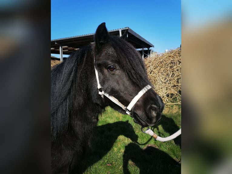 Ponis Shetland Yegua 12 años 100 cm Negro in M&#xF6;nchengladbach