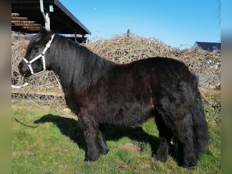 Ponis Shetland Yegua 12 años 100 cm Negro in M&#xF6;nchengladbach