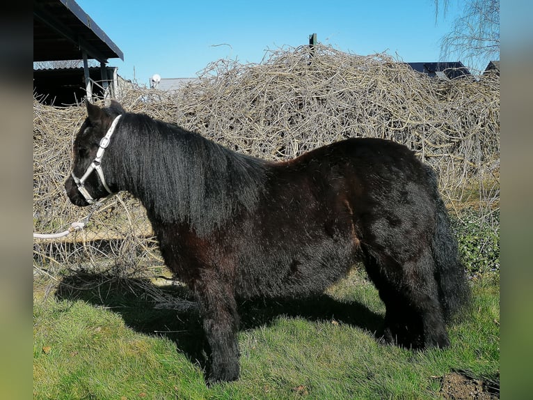 Ponis Shetland Yegua 12 años 100 cm Negro in M&#xF6;nchengladbach