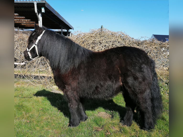 Ponis Shetland Yegua 12 años 100 cm Negro in M&#xF6;nchengladbach