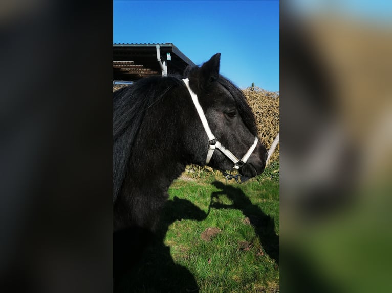 Ponis Shetland Yegua 12 años 100 cm Negro in M&#xF6;nchengladbach