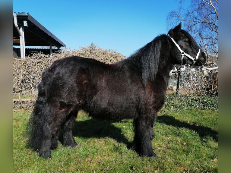 Ponis Shetland Yegua 12 años 100 cm Negro in M&#xF6;nchengladbach