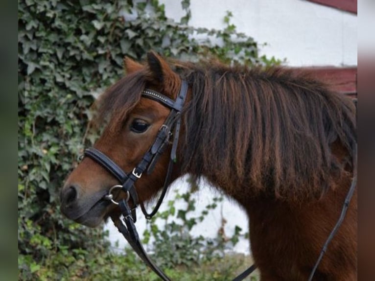 Ponis Shetland Yegua 12 años 100 cm Pío in Ochsenhausen