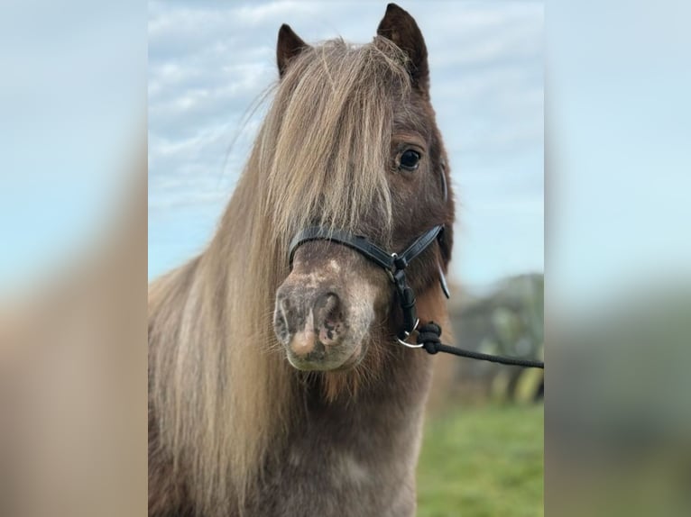 Ponis Shetland Mestizo Yegua 12 años 103 cm Atigrado/Moteado in Eberdingen