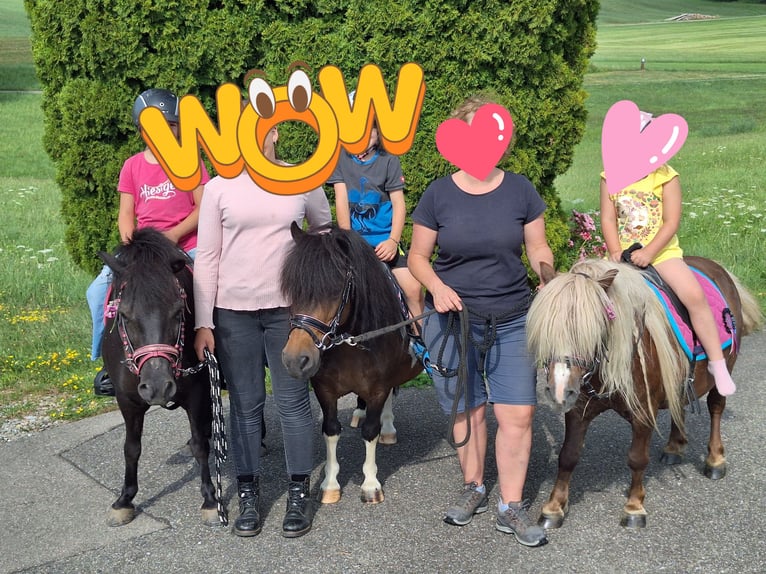 Ponis Shetland Yegua 12 años 103 cm Pío in Argenbühl