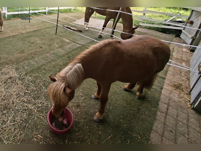 Ponis Shetland Yegua 12 años 105 cm Alazán in Staufenberg