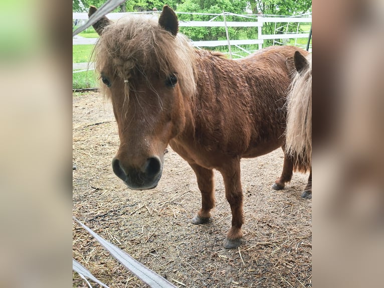 Ponis Shetland Yegua 12 años 105 cm Alazán in Staufenberg