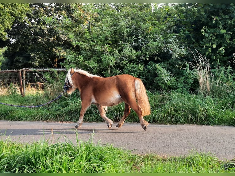 Ponis Shetland Yegua 12 años 86 cm Alazán in Ahaus