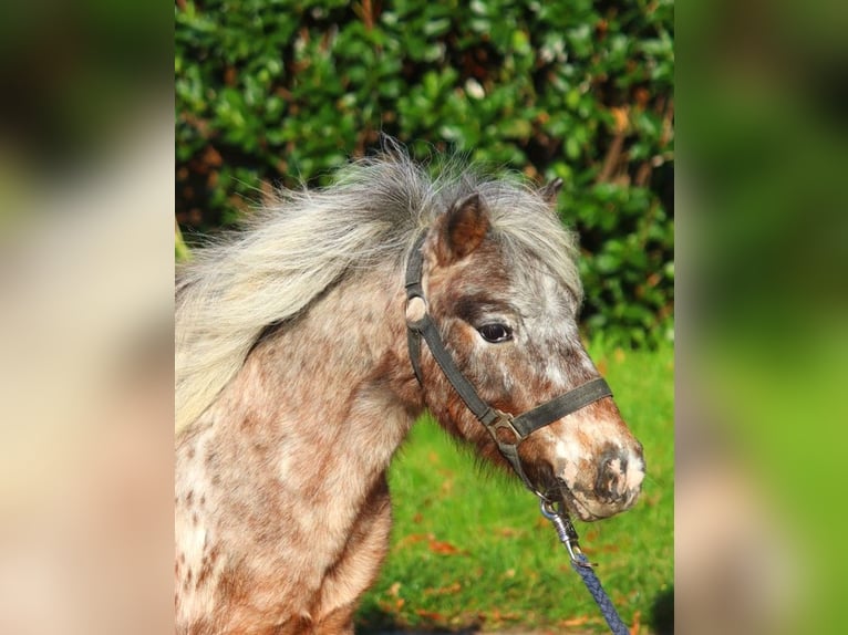 Ponis Shetland Yegua 12 años 90 cm Atigrado/Moteado in Selsingen