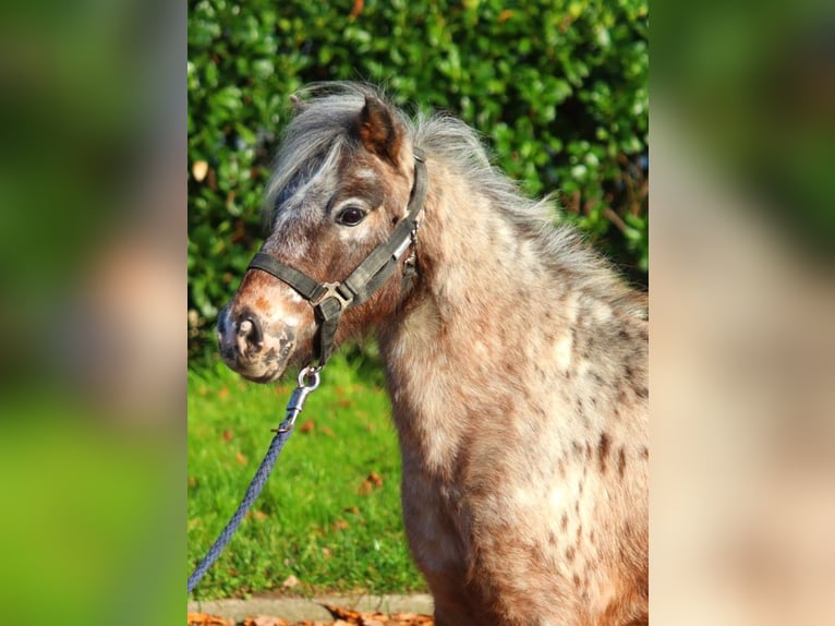 Ponis Shetland Yegua 12 años 90 cm Atigrado/Moteado in Selsingen