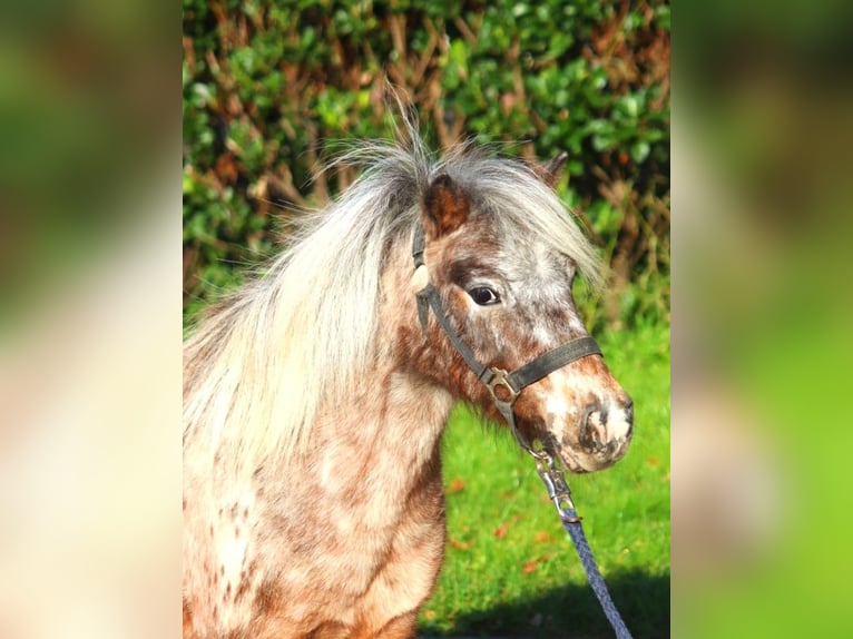 Ponis Shetland Yegua 12 años 90 cm Atigrado/Moteado in Selsingen