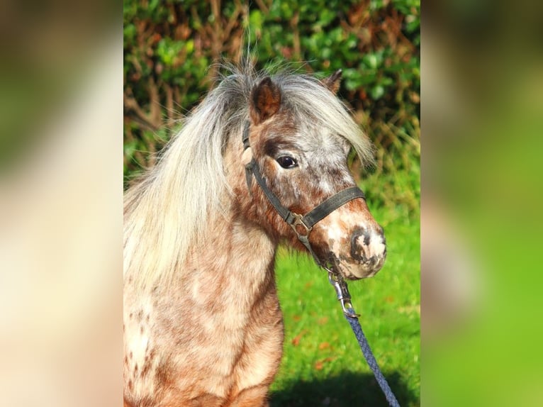 Ponis Shetland Yegua 12 años 90 cm Atigrado/Moteado in Selsingen