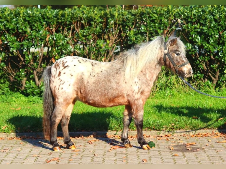 Ponis Shetland Yegua 12 años 90 cm Atigrado/Moteado in Selsingen