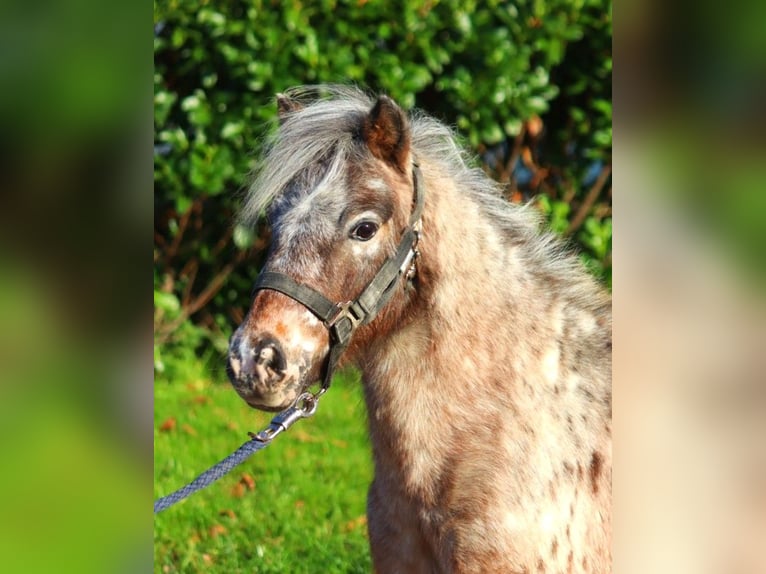 Ponis Shetland Yegua 12 años 90 cm Atigrado/Moteado in Selsingen