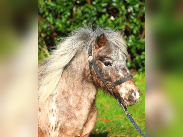 Ponis Shetland Yegua 12 años 90 cm Atigrado/Moteado in Selsingen