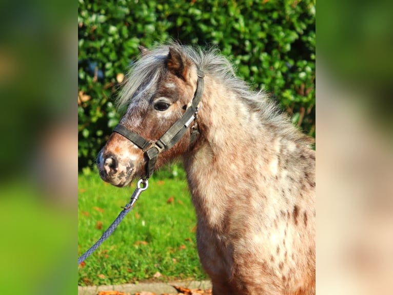 Ponis Shetland Yegua 12 años 90 cm Atigrado/Moteado in Selsingen