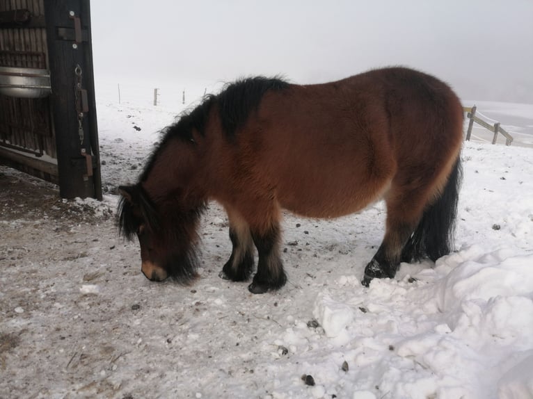 Ponis Shetland Yegua 12 años 95 cm Castaño in Ostereistedt