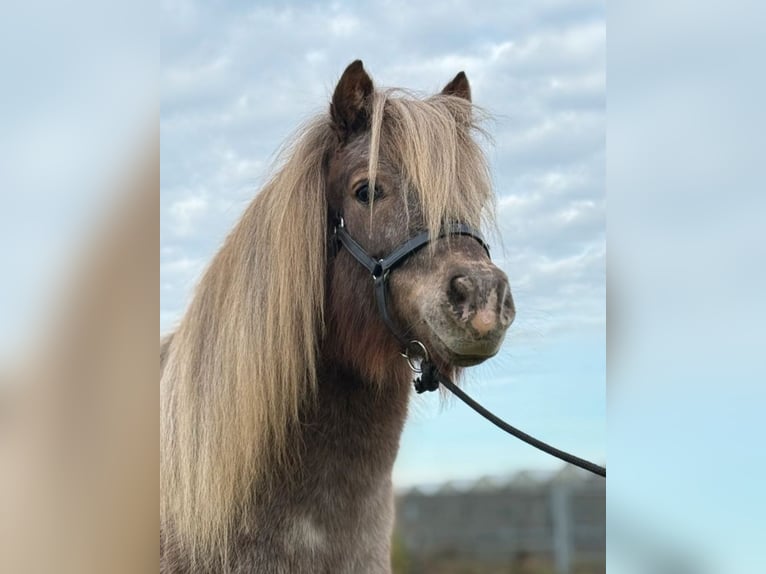 Ponis Shetland Mestizo Yegua 13 años 103 cm Atigrado/Moteado in Eberdingen