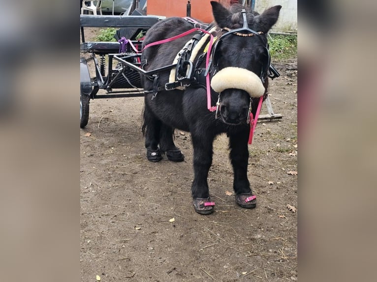 Ponis Shetland Yegua 13 años 105 cm Alazán-tostado in K&#xF6;ln