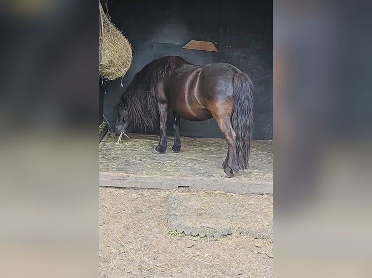 Ponis Shetland Yegua 13 años 105 cm Alazán-tostado in K&#xF6;ln