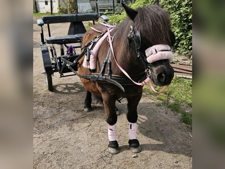 Ponis Shetland Yegua 13 años 105 cm Alazán-tostado in K&#xF6;ln