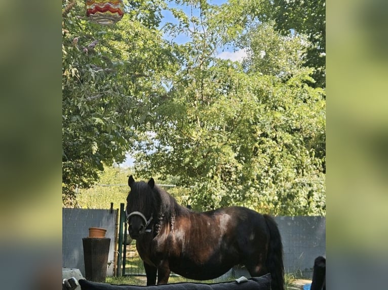 Ponis Shetland Yegua 13 años 105 cm Alazán-tostado in K&#xF6;ln