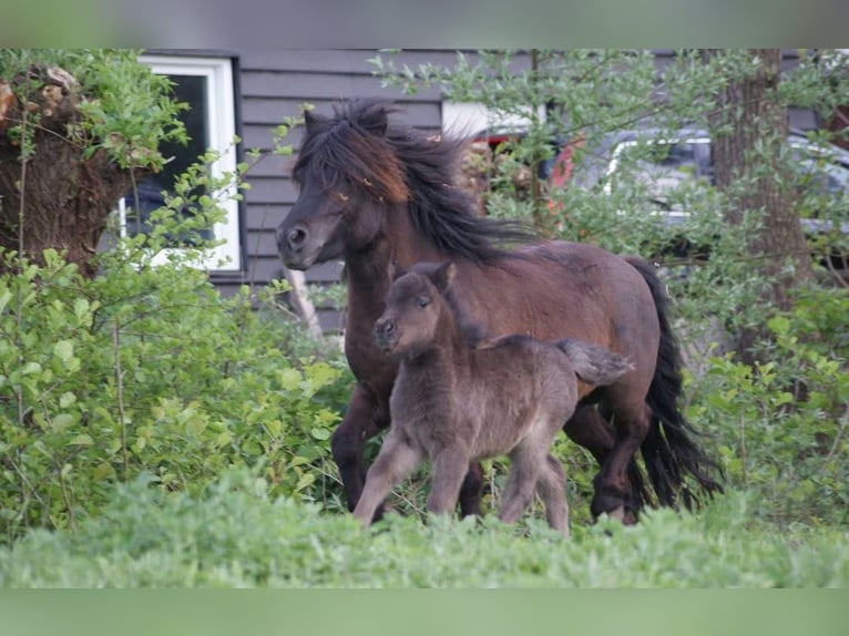 Ponis Shetland Yegua 13 años 105 cm Negro in Leerbroek