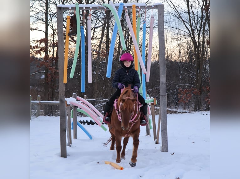 Ponis Shetland Yegua 13 años 122 cm Alazán-tostado in Howell