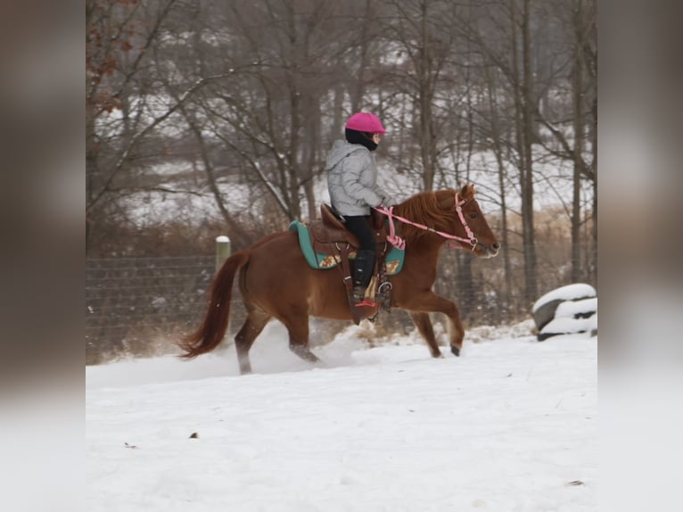 Ponis Shetland Yegua 13 años 122 cm Alazán-tostado in Howell