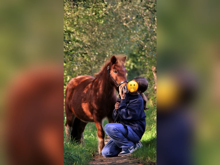 Ponis Shetland Yegua 13 años 97 cm Alazán in Schilde