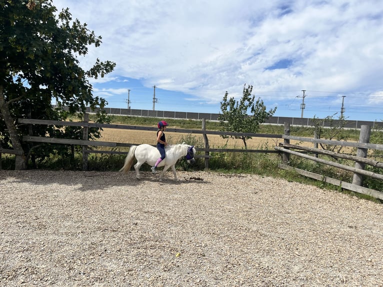 Ponis Shetland Mestizo Yegua 13 años Tordo in Unterwaltersdorf