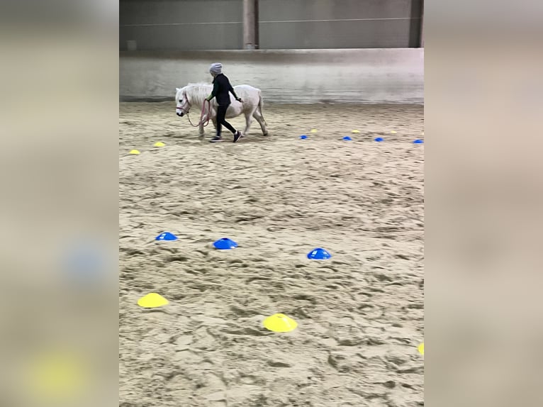 Ponis Shetland Mestizo Yegua 13 años Tordo in Unterwaltersdorf