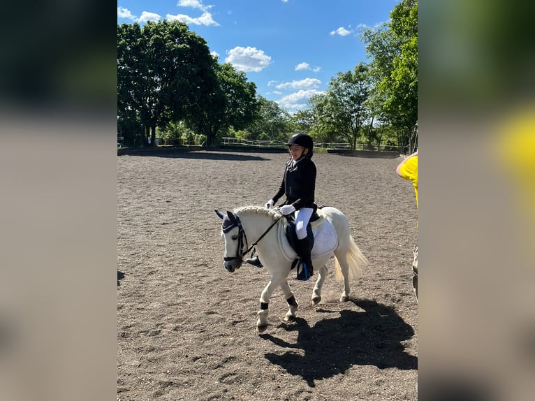 Ponis Shetland Mestizo Yegua 13 años Tordo in Unterwaltersdorf
