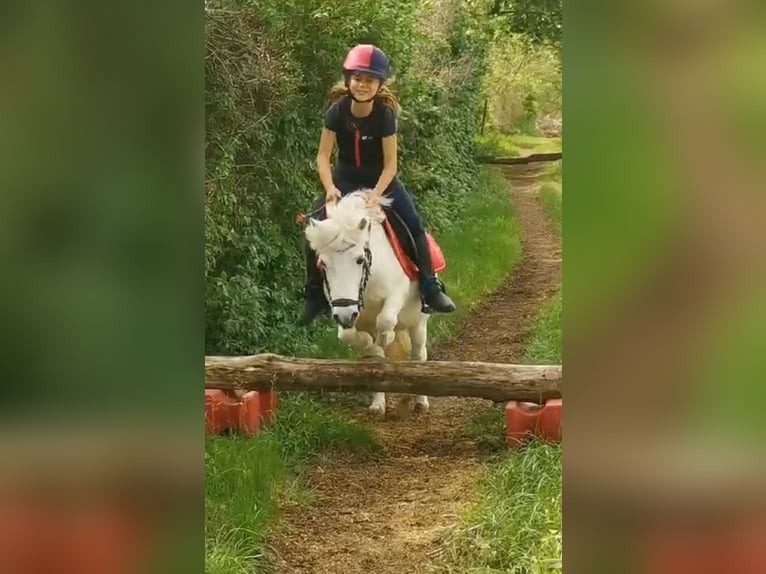 Ponis Shetland Mestizo Yegua 13 años Tordo in Unterwaltersdorf