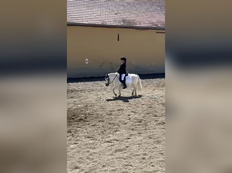 Ponis Shetland Mestizo Yegua 13 años Tordo in Unterwaltersdorf