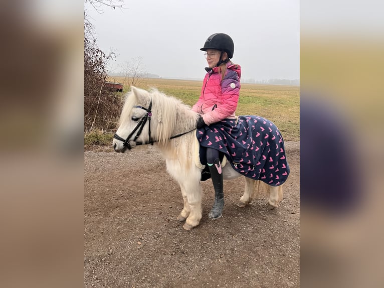 Ponis Shetland Mestizo Yegua 13 años Tordo in Unterwaltersdorf