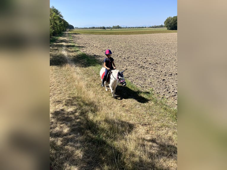 Ponis Shetland Mestizo Yegua 13 años Tordo in Unterwaltersdorf