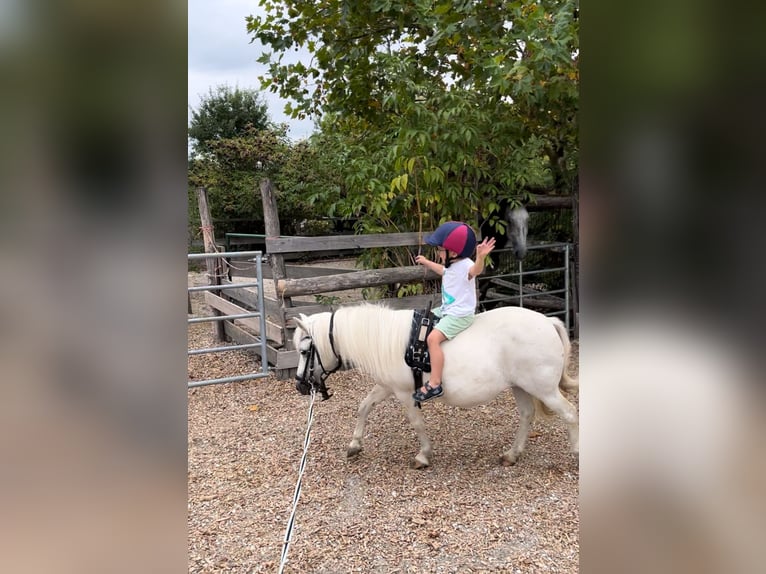 Ponis Shetland Mestizo Yegua 13 años Tordo in Unterwaltersdorf