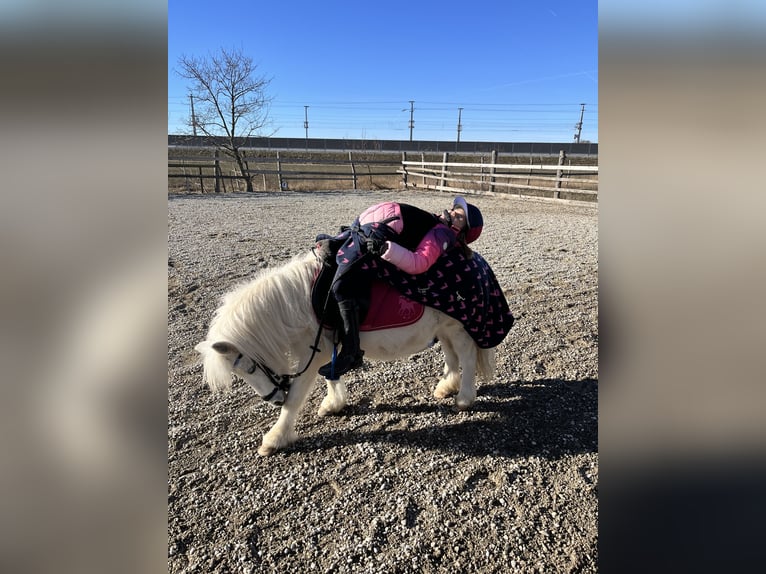 Ponis Shetland Mestizo Yegua 13 años Tordo in Unterwaltersdorf
