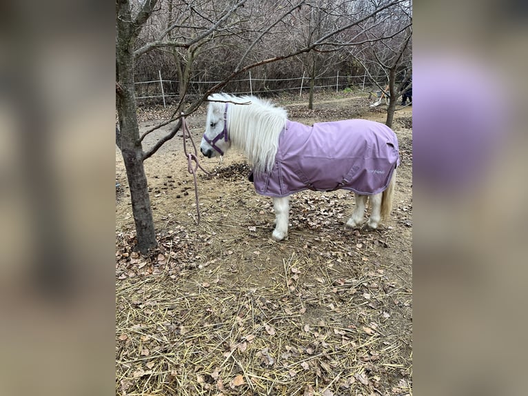 Ponis Shetland Mestizo Yegua 13 años Tordo in Unterwaltersdorf