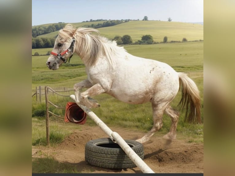 Ponis Shetland Yegua 14 años 103 cm Tordo picazo in Hamburg