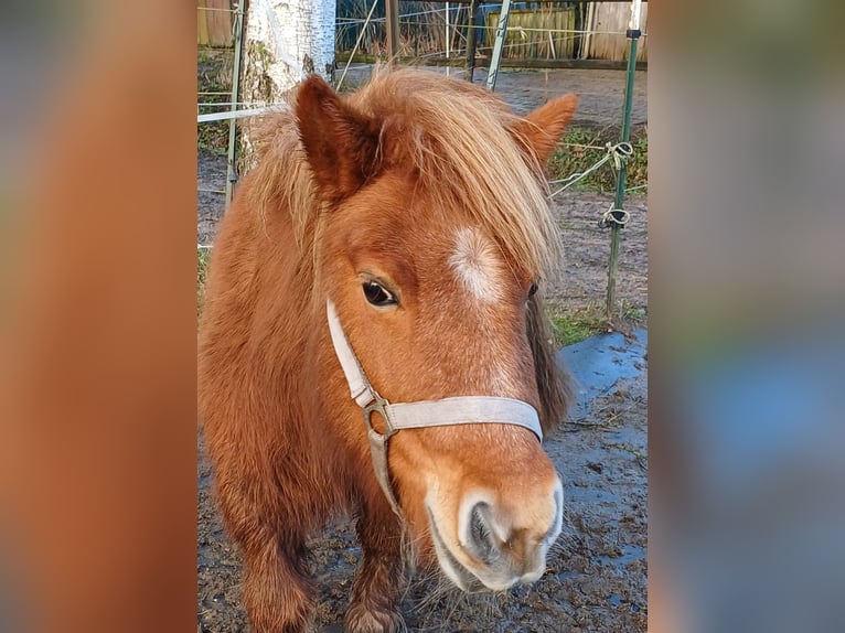 Ponis Shetland Yegua 14 años 105 cm Alazán in Klein Offenseth-Sparrieshoop