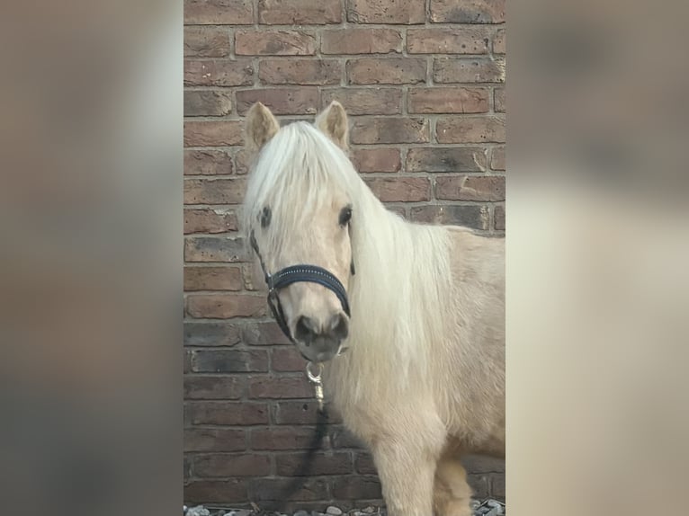 Ponis Shetland Yegua 14 años 90 cm Palomino in Niederkassel