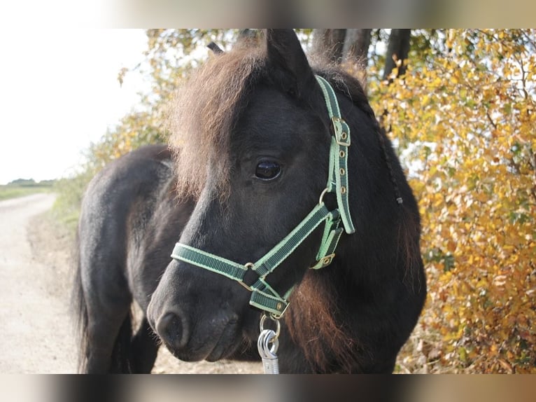 Ponis Shetland Yegua 14 años 94 cm Morcillo in Gechingen