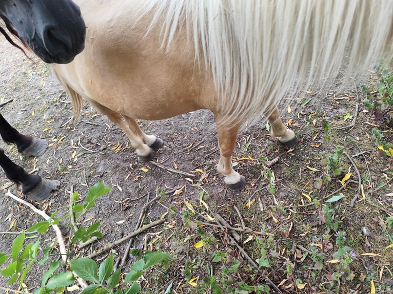 Ponis Shetland Yegua 14 años 95 cm Palomino in Uckerland